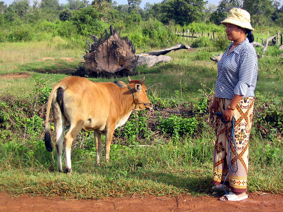 farming cambodia MFat