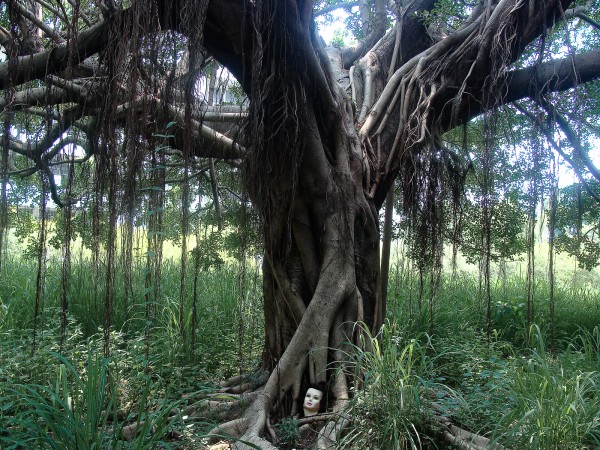 A large banyan tree takes up the frame